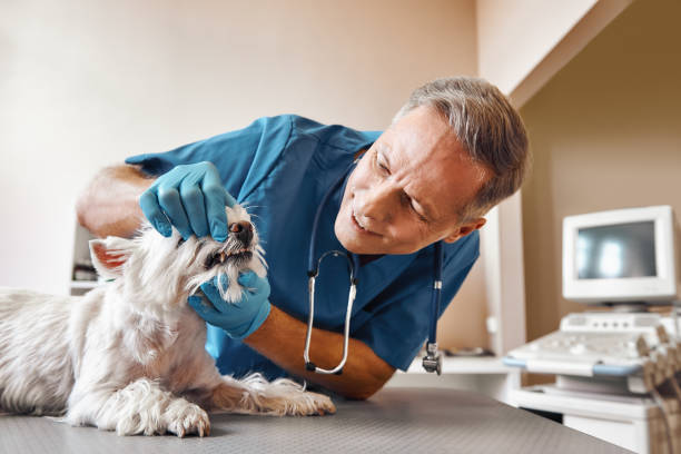 Best Mobile Emergency Dentist in Prospect Rk, PA